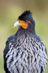 Closeup of a Curiquinge andean bird in Cotopaxi National Park near Quito, Ecuador 2015.