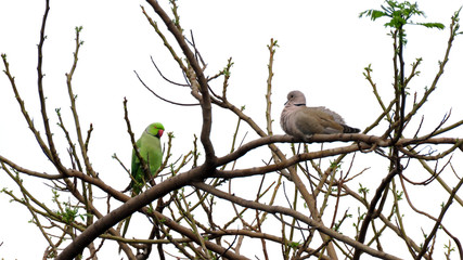 Birds displaying social distancing 
