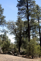 Trail, Gila National Forest