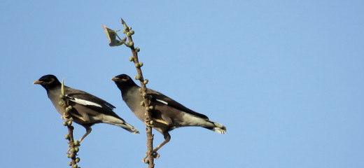 Birds displaying social distancing 