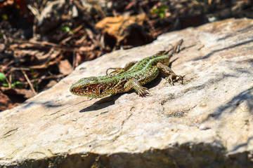 lizard on the stone