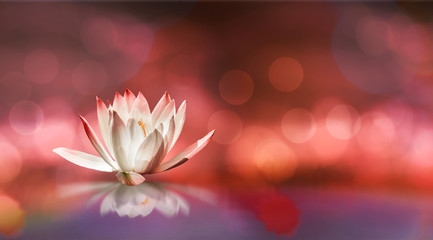 Soft white lotus on pond with soft  sunlight blur bokeh reflection on panorama background, Lily water flower on the water