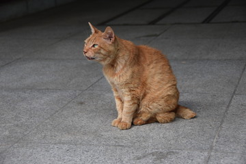 Fototapeta premium cats7