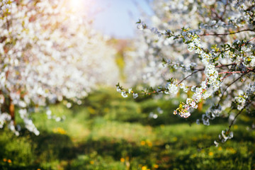 Bright ornamental garden with blooming trees on a sunny day.