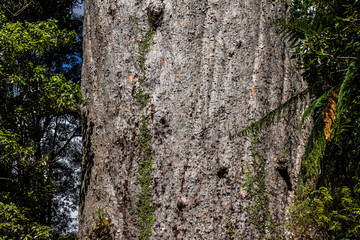 The rare Kauri tree in the Waipua Forest, Dagraville, New Zealand