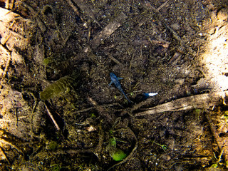 Freshwater fish in Danube. 