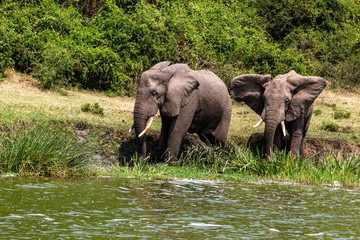 Fototapeta premium Elephants Kazinga Channel