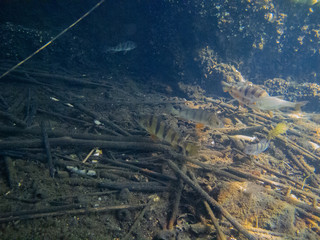 Freshwater fish in Danube. 