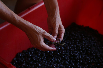 Prepering wine, traditional, cleaning with hands. Croatia