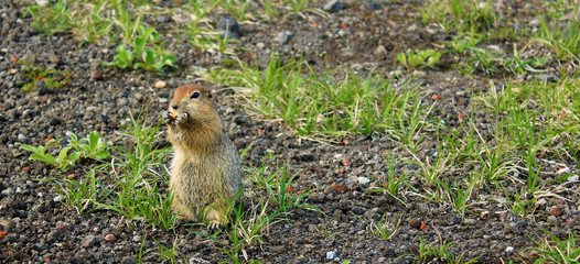Curious American gopher stands on his hind legs