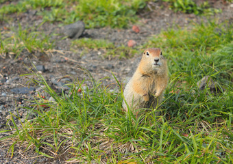 Naklejka na ściany i meble Curious American gopher stands on his hind legs