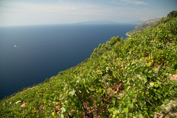 Dingač wine field, Pelje&scaron;ac, Croatia.