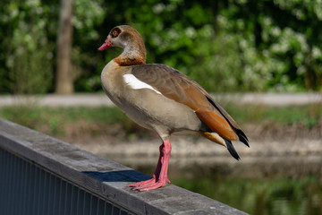 Fotoshooting mit Nilgans im April auf einem Geländer der Brücke am Schwanenteich Gießen