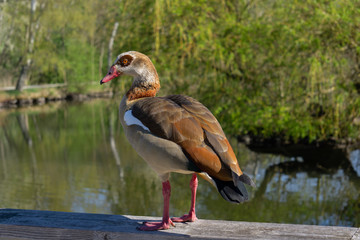 Fotoshooting mit Nilgans im April auf einem Geländer der Brücke am Schwanenteich Gießen