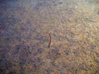 Freshwater fish in Danube. 