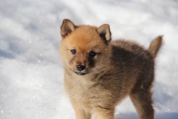 a small Karelo-Finnish husky puppy on the street in winter