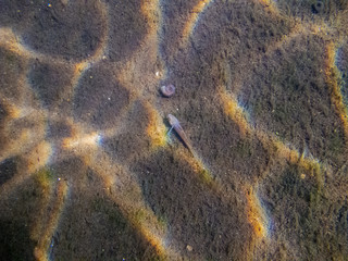 Freshwater fish in Danube. 