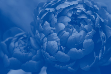 Purple tinted peony flower.  Peony. Peony flower close-up.