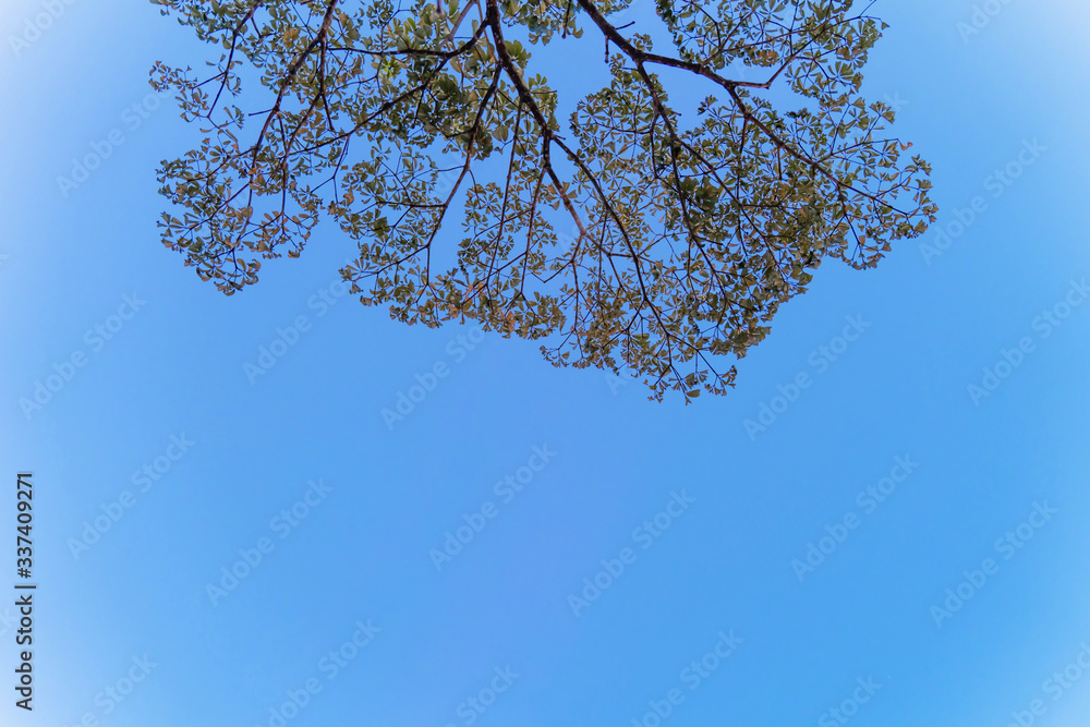 Wall mural the background tree blue sky, tree top against blue sky on a sunset bright.