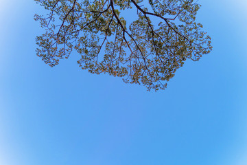 The background tree blue sky, tree top against blue sky on a sunset bright.