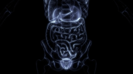 Fototapeta premium Human Internal Organ of Urinary System Kidneys with Bladder Anatomy X-ray 3D rendering