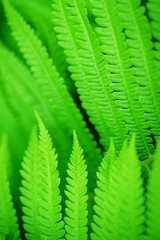 Green leaf. Green leaf of fern black background. Wildlife Paportik. Symbol Wildlife Ecology.