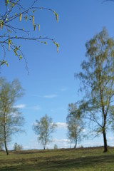 Birch Taiga like forest landscape during spring