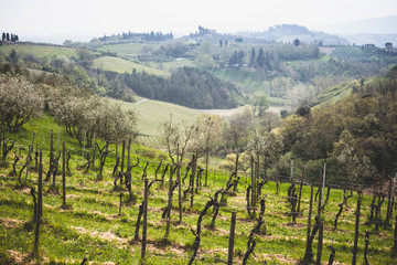Fototapeta na wymiar vineyard at the Toscana