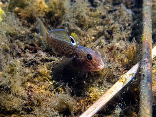 Freshwater fish in Danube. 