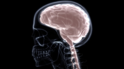 Human Internal Organ Brain with Nervous System Anatomy X-ray 3D rendering