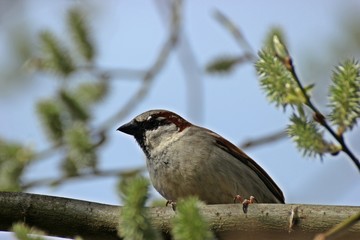 Männlicher Haussperling (Passer domesticus) auf Weidenzweig im Frühling