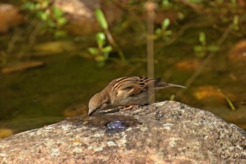 Weiblicher Haussperling (Passer domesticus) trinkt aus Sprudelstein im Gartenteich