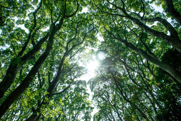 Fototapeta na wymiar 木々の間から太陽の光が差し込む森林