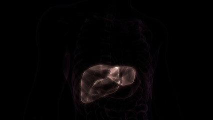 Liver a Part of Human Digestive System Anatomy X-ray 3D rendering