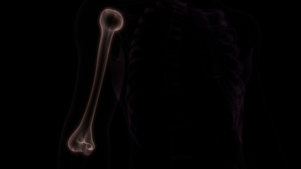 Humerus Joints of Human Skeleton System Anatomy 3D Rendering