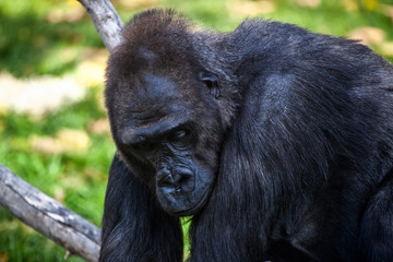 Westlicher Flachlandgorilla, Gorilla gorilla gorilla
