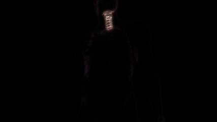 Vertebral Column Cervical Vertebrae of Human Skeleton Anatomy X-ray 3D rendering