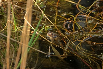 Männliche Erdkröte (Bufo bufo) mit Erdkrötenlaich im Gartenteich