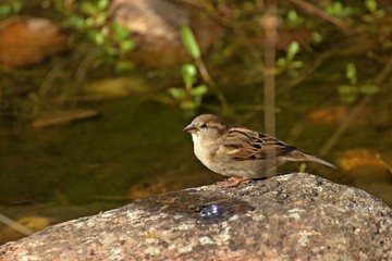 Weiblicher Haussperling (Passer domesticus) trinkt aus Sprudelstein im Gartenteich