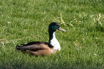 Sitting duck on the grass