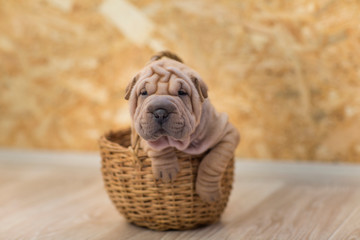 Obraz premium little cute puppy sharpei folds