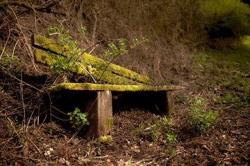 Obraz premium Old wooden bench surrounded by branches on the abandoned park during spring