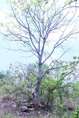 old tree in the forest