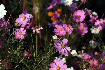 Beautiful purple Cosmos flowers in the garden. Violet flowers pictures. Cosmos bipinnatus, commonly called the garden cosmos or Mexican aster.