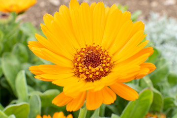 macro of an orange calendula flower with green leaves