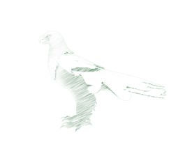 3d illustration of the eagle