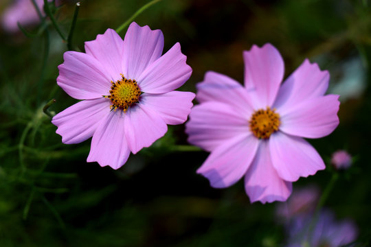 Beautiful purple Cosmos flowers in the garden. Violet flowers pictures. Cosmos bipinnatus, commonly called the garden cosmos or Mexican aster.