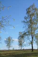 Birch Taiga like forest landscape during spring