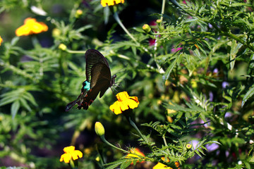 Painted Butterfly on a flower. Butterfly in the garden.