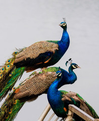 Portrait of 3 Wild Peacocks